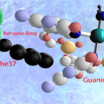 3D molecular model showing cisplatin interaction with DNA guanine bases and Phe37.